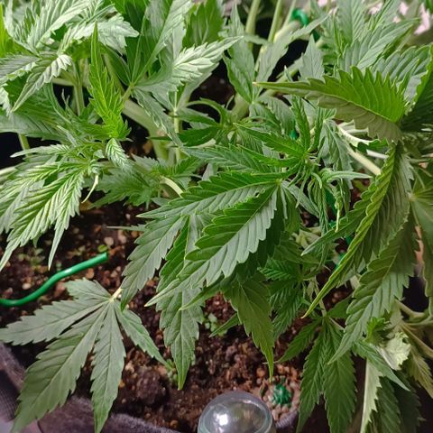 Purple Haze Auto #02. 06 growlog timeline photo