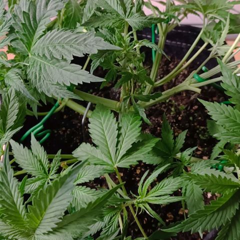 Purple Haze Auto #01. 10 growlog timeline photo