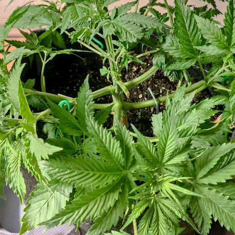 Purple Haze Auto #01. 10 growlog timeline photo