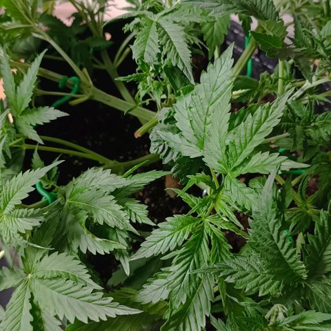 Purple Haze Auto #01. 10 growlog timeline photo