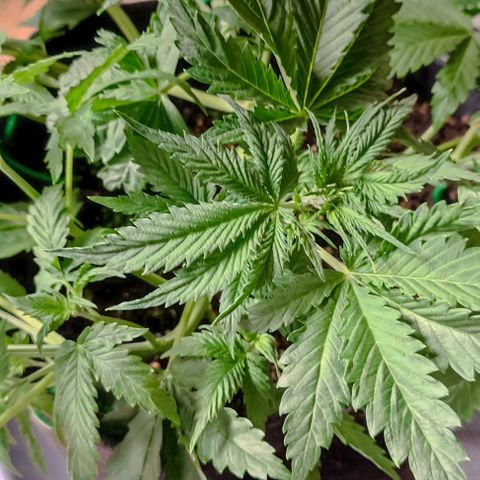 Purple Haze Auto #01. 10 growlog timeline photo