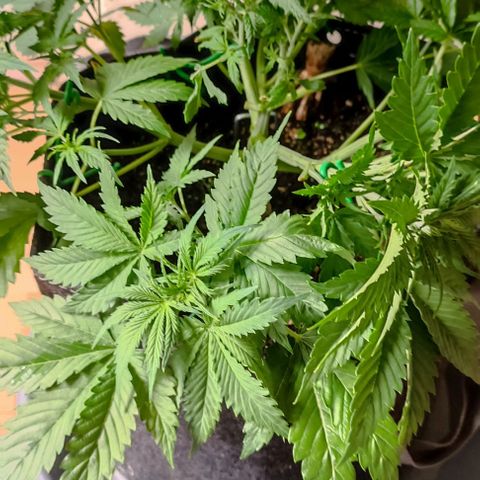 Purple Haze Auto #01. 10 growlog timeline photo
