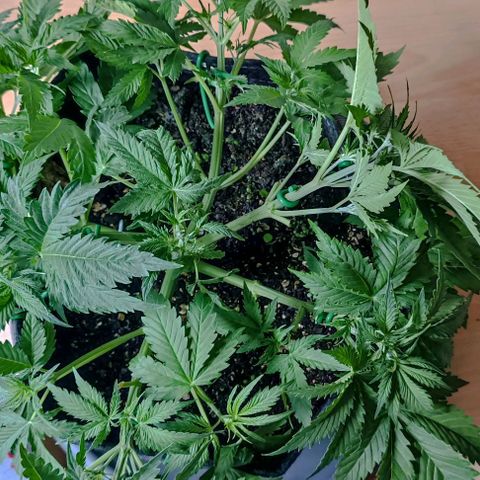 Purple Haze Auto #01. 10 growlog timeline photo