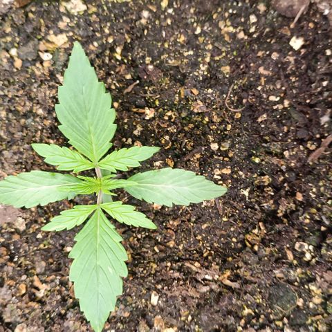 Wedding Cake Auto #03. 02 growlog timeline photo