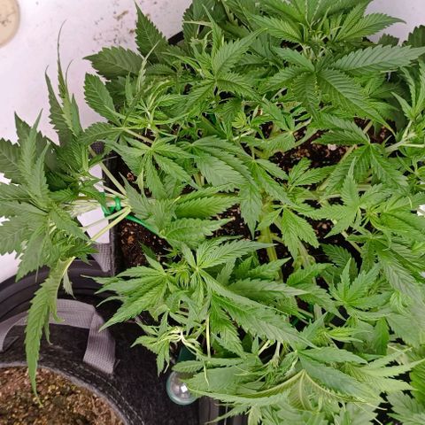 Purple Haze Auto #02. 06 growlog timeline photo