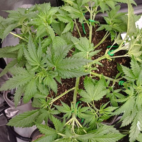 Purple Haze Auto #01. 10 growlog timeline photo