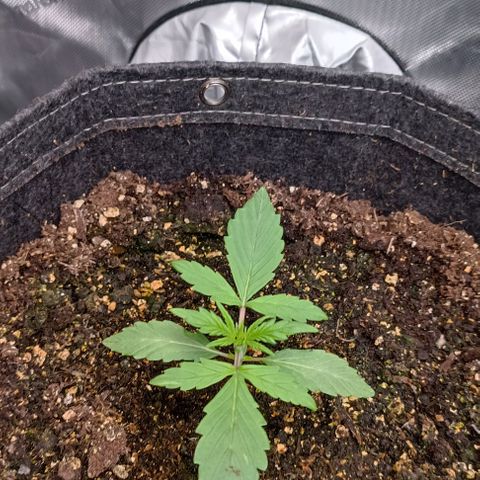 Wedding Cake Auto #03. 02 growlog timeline photo