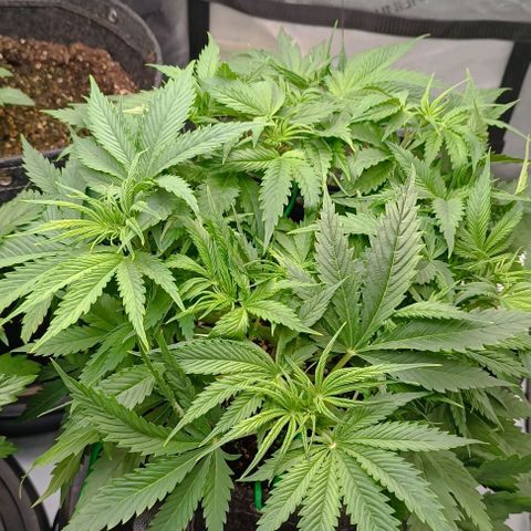 Purple Haze Auto #02. 06 growlog timeline photo