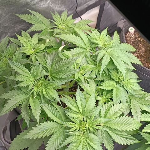 Purple Haze Auto #01. 10 growlog timeline photo