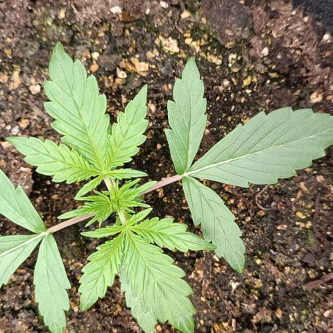 Wedding Cake Auto #03. 02 growlog timeline photo