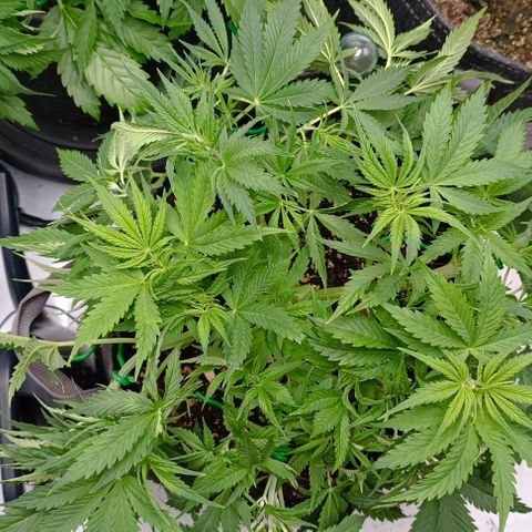 Purple Haze Auto #02. 06 growlog timeline photo