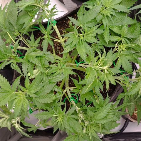 Purple Haze Auto #01. 10 growlog timeline photo