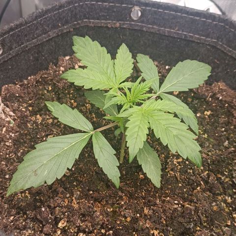 Wedding Cake Auto #03. 02 growlog timeline photo