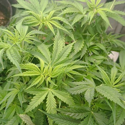 Purple Haze Auto #02. 06 growlog timeline photo