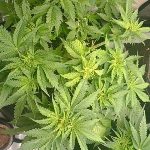 Purple Haze Auto #01. 10 growlog timeline photo