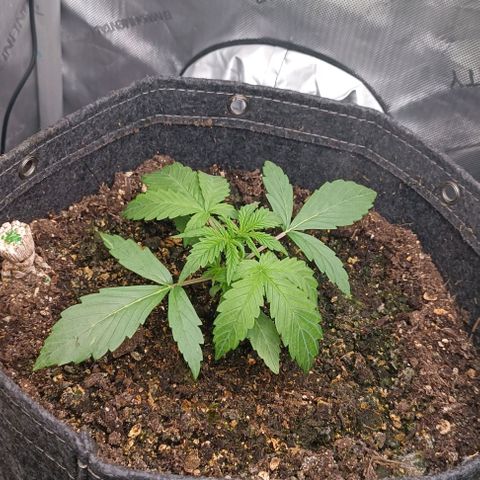 Wedding Cake Auto #03. 02 growlog timeline photo