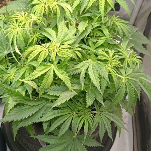 Purple Haze Auto #02. 06 growlog timeline photo