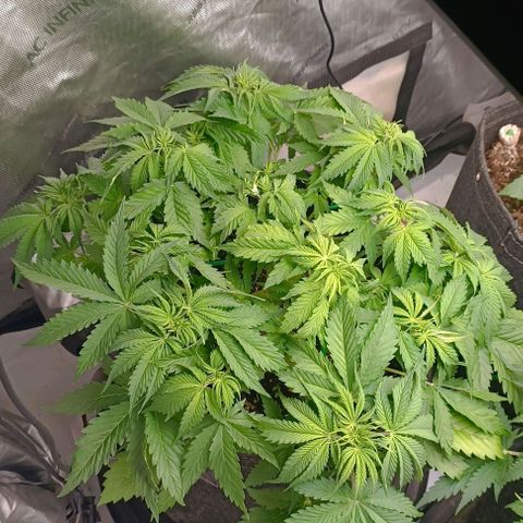 Purple Haze Auto #01. 10 growlog timeline photo