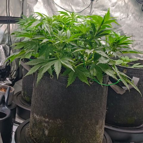 Purple Haze Auto #02. 06 growlog timeline photo