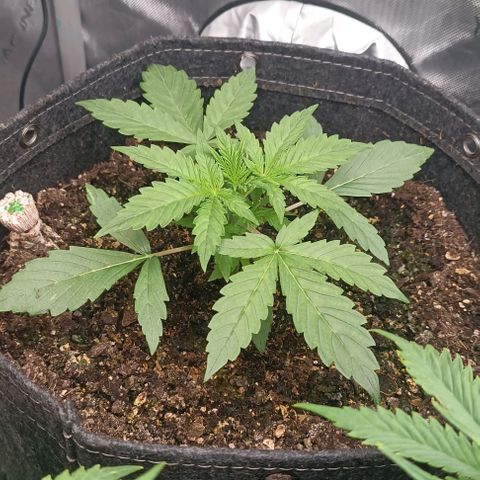 Wedding Cake Auto #03. 02 growlog timeline photo