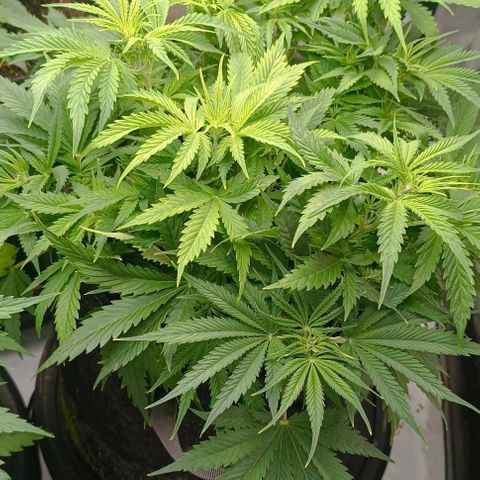 Purple Haze Auto #02. 06 growlog timeline photo