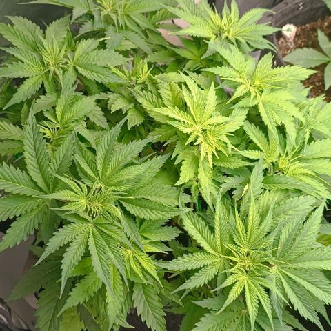 Purple Haze Auto #01. 10 growlog timeline photo