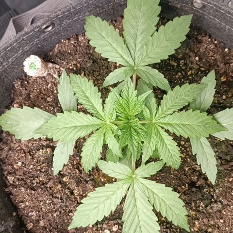 Wedding Cake Auto #03. 02 growlog timeline photo