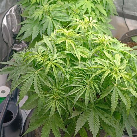 Purple Haze Auto #02. 06 growlog timeline photo