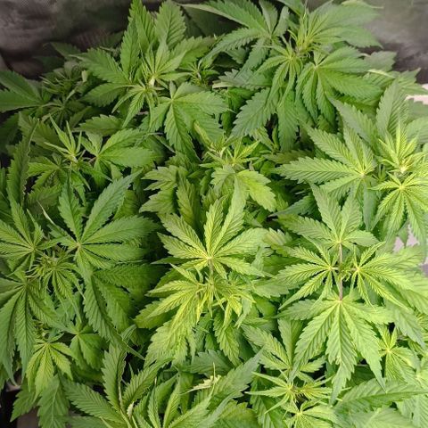 Purple Haze Auto #01. 10 growlog timeline photo