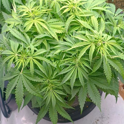 Purple Haze Auto #02. 06 growlog timeline photo