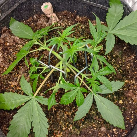 Wedding Cake Auto #03. 02 growlog timeline photo