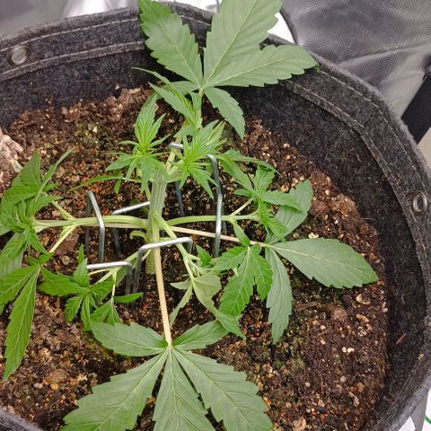Wedding Cake Auto #03. 02 growlog timeline photo