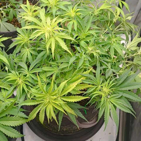 Purple Haze Auto #02. 06 growlog timeline photo