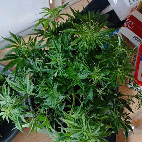 Purple Haze Auto #02. 06 growlog timeline photo