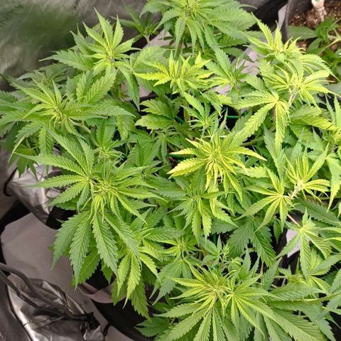 Purple Haze Auto #01. 10 growlog timeline photo