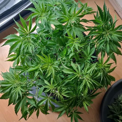 Purple Haze Auto #01. 10 growlog timeline photo