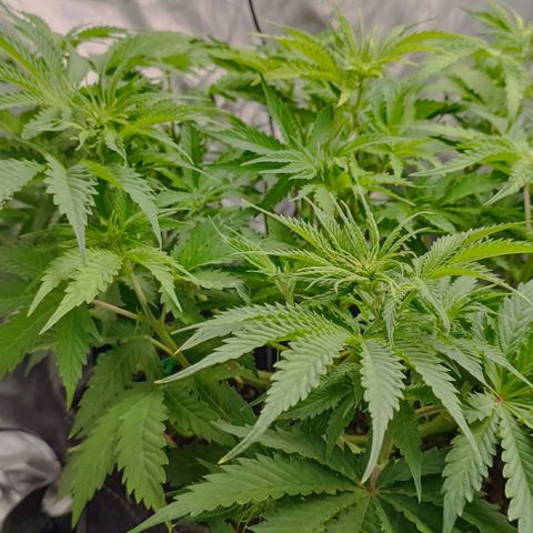 Purple Haze Auto #01. 10 growlog timeline photo