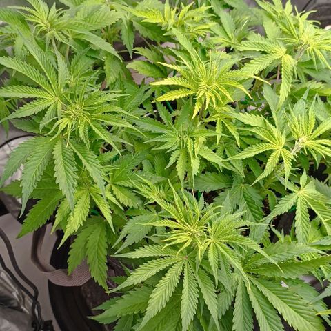 Purple Haze Auto #01. 10 growlog timeline photo