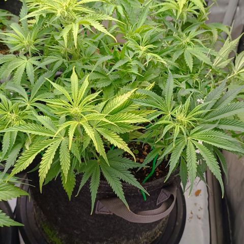 Purple Haze Auto #02. 06 growlog timeline photo