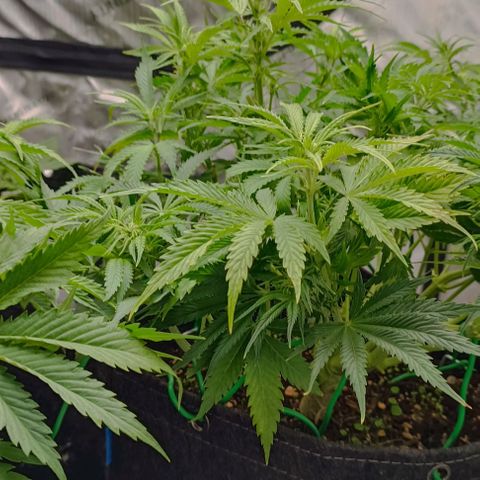 Purple Haze Auto #02. 06 growlog timeline photo