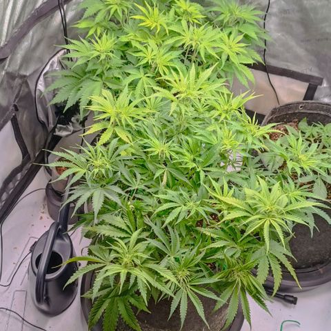 Purple Haze Auto #02. 06 growlog timeline photo