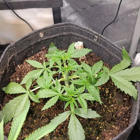 Wedding Cake Auto #03. 02 growlog timeline photo
