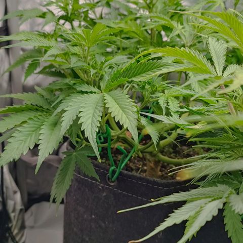 Purple Haze Auto #01. 10 growlog timeline photo