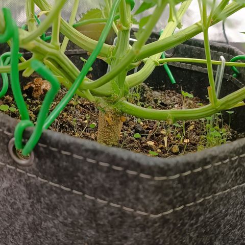 Purple Haze Auto #01. 10 growlog timeline photo