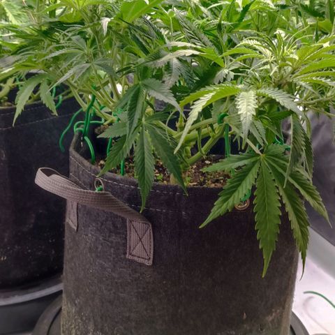 Purple Haze Auto #02. 06 growlog timeline photo