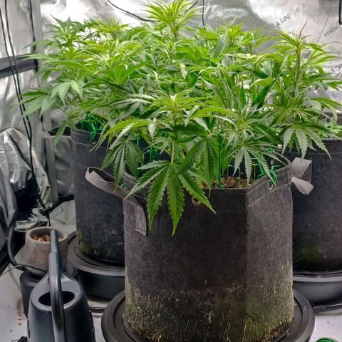 Purple Haze Auto #02. 06 growlog timeline photo