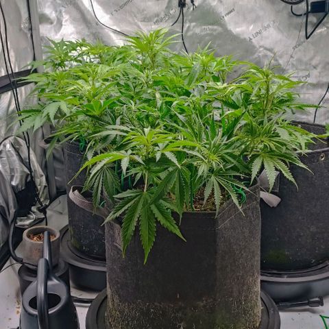 Purple Haze Auto #02. 06 growlog timeline photo