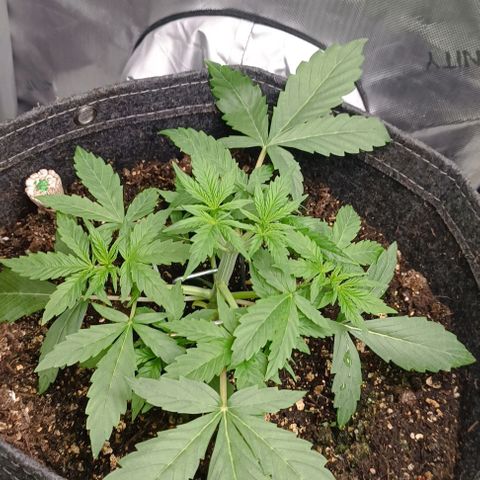 Wedding Cake Auto #03. 02 growlog timeline photo