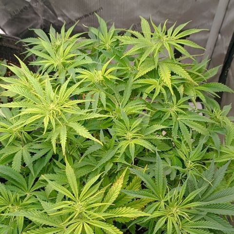 Purple Haze Auto #02. 06 growlog timeline photo
