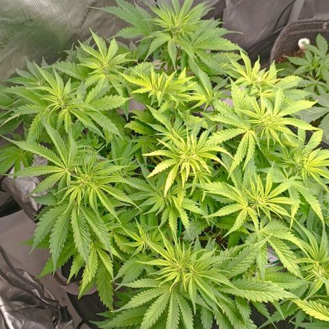 Purple Haze Auto #01. 10 growlog timeline photo